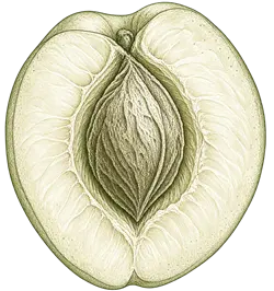 Apricot (Prunus armeniaca) with kernels