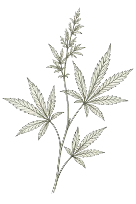 Cannabis sativa botanical illustration