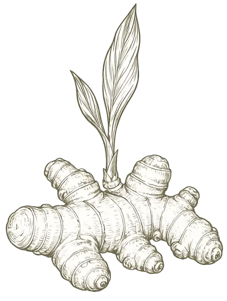 Curcuma longa botanical illustration