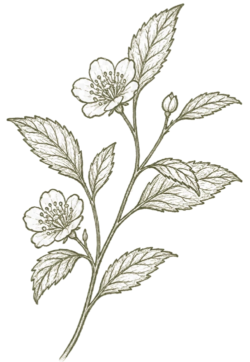 Camellia sinensis botanical illustration