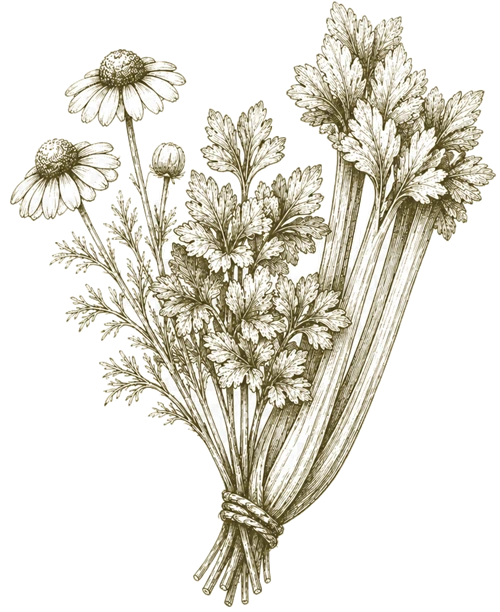 Chrysanthemum morifolium botanical illustration