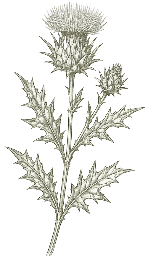 Silybum marianum botanical illustration