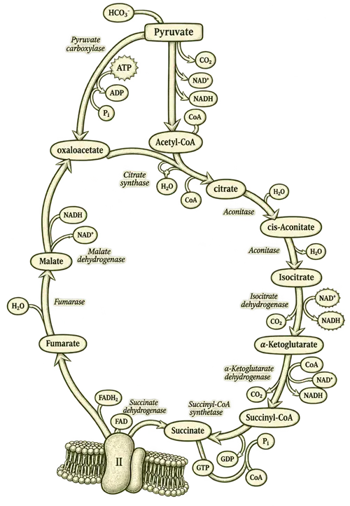 Illustration of the citric acid (Krebs) cycle: pyruvate converting to acetyl-CoA and entering the cycle at citrate, then cis-aconitate, isocitrate, alpha-ketoglutarate, succinyl-CoA, succinate, fumarate, malate and oxaloacetate, with each enzyme and its cofactors labelled.