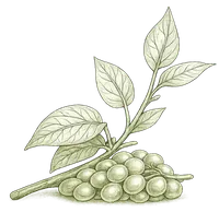 Resveratrol botanical illustration