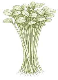 Broccoli sprout botanical illustration