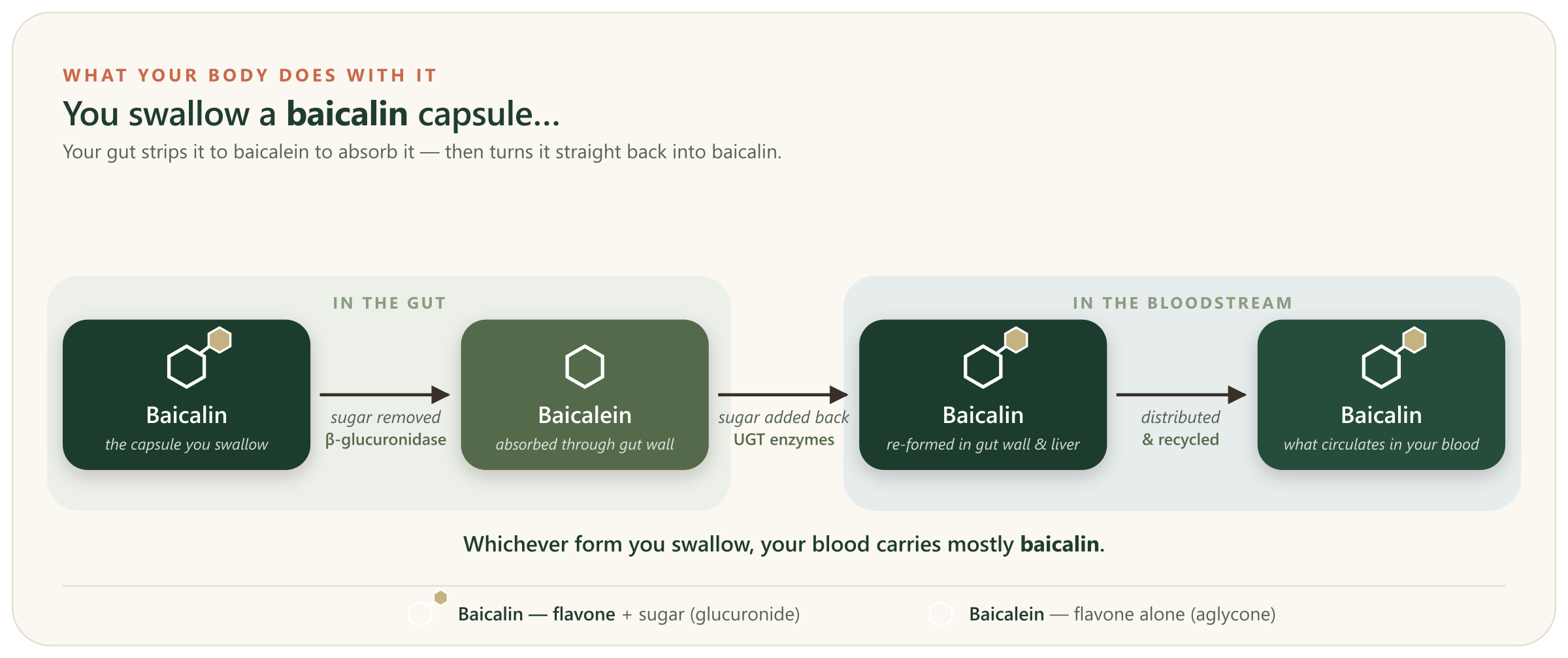 Diagram: a swallowed baicalin capsule is stripped of its sugar by gut bacteria to form baicalein, absorbed through the gut wall, then re-conjugated by UGT enzymes back into baicalin, which circulates in the blood.