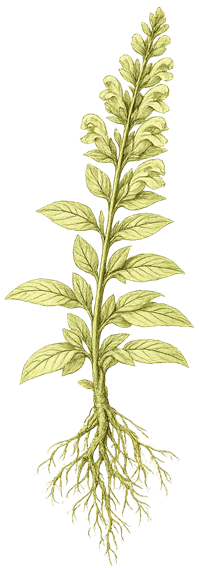 Scutellaria baicalensis (Chinese skullcap) botanical illustration