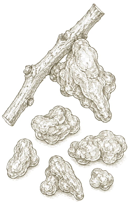 Boswellia serrata botanical illustration