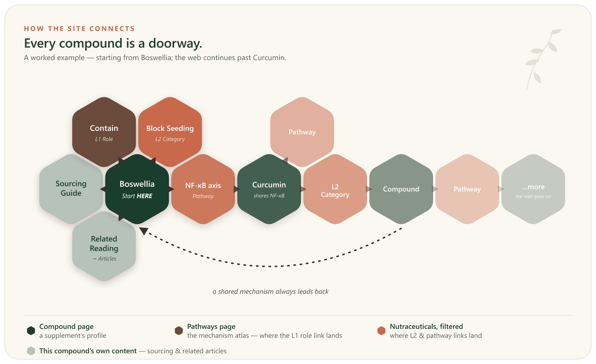 Honeycomb diagram: from the Boswellia compound page, arrows lead to its Contain role (the Pathways page), its Block Seeding category and NF-κB pathway (Nutraceuticals, filtered), and its sourcing and related-reading pages. Following the NF-κB pathway reaches Curcumin, and the web continues outward, fading into the distance.