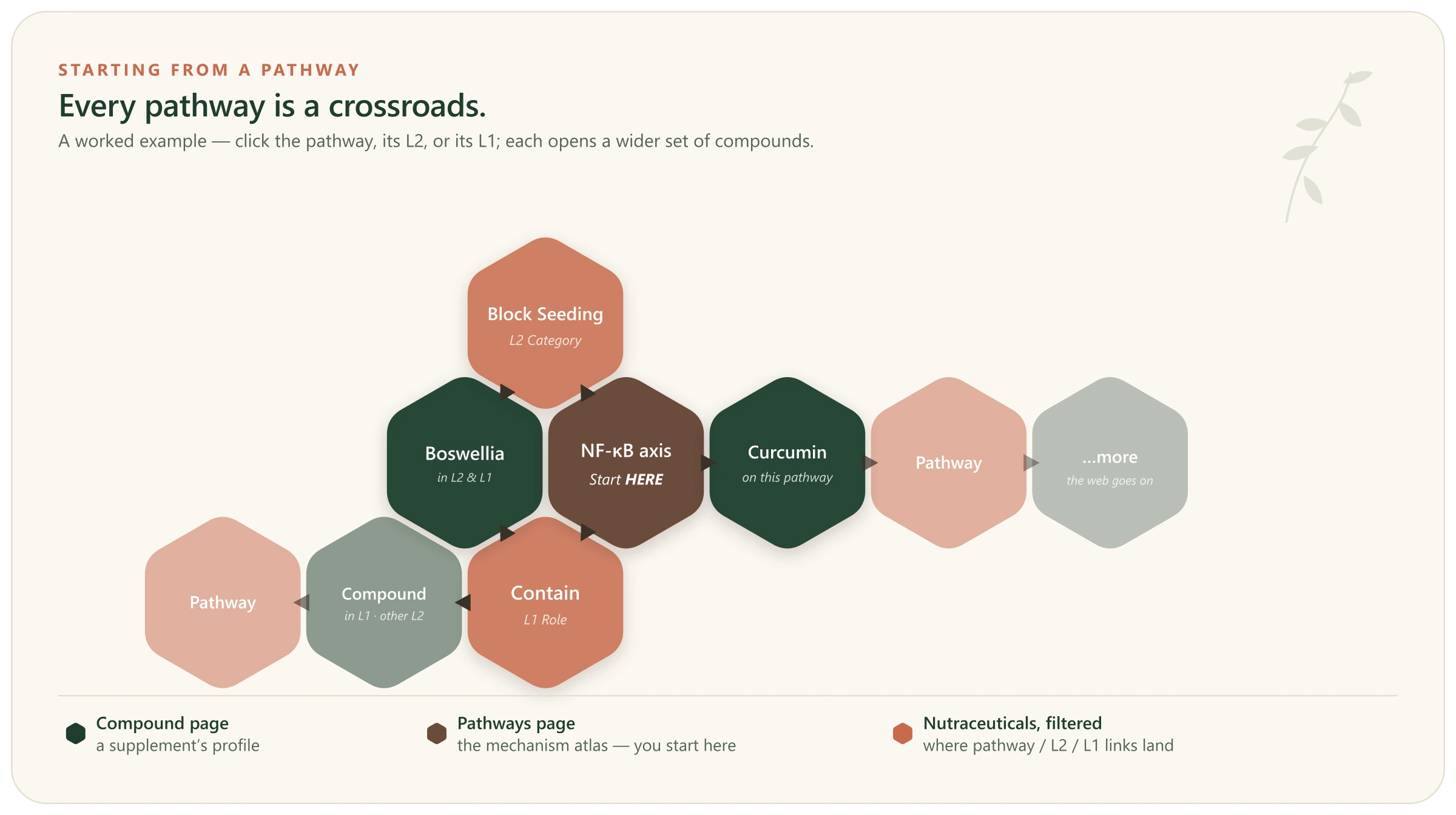 Honeycomb diagram: from the NF-κB axis on the Pathways page, arrows lead to its Block Seeding L2 category and Contain L1 role (both Nutraceuticals, filtered) and to Curcumin, a compound that acts on it. Boswellia sits in the shared category-and-role cell; the web continues outward and fades.